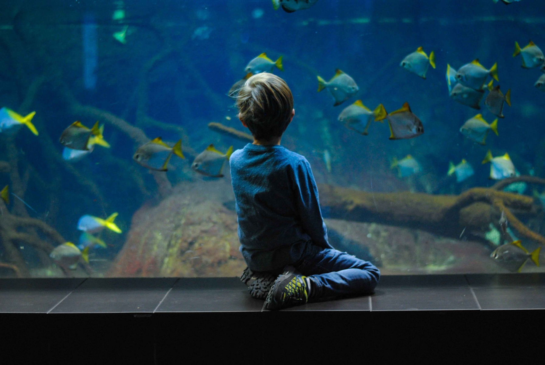 theme bapteme garçon poissons theme bapteme garçon poissons
