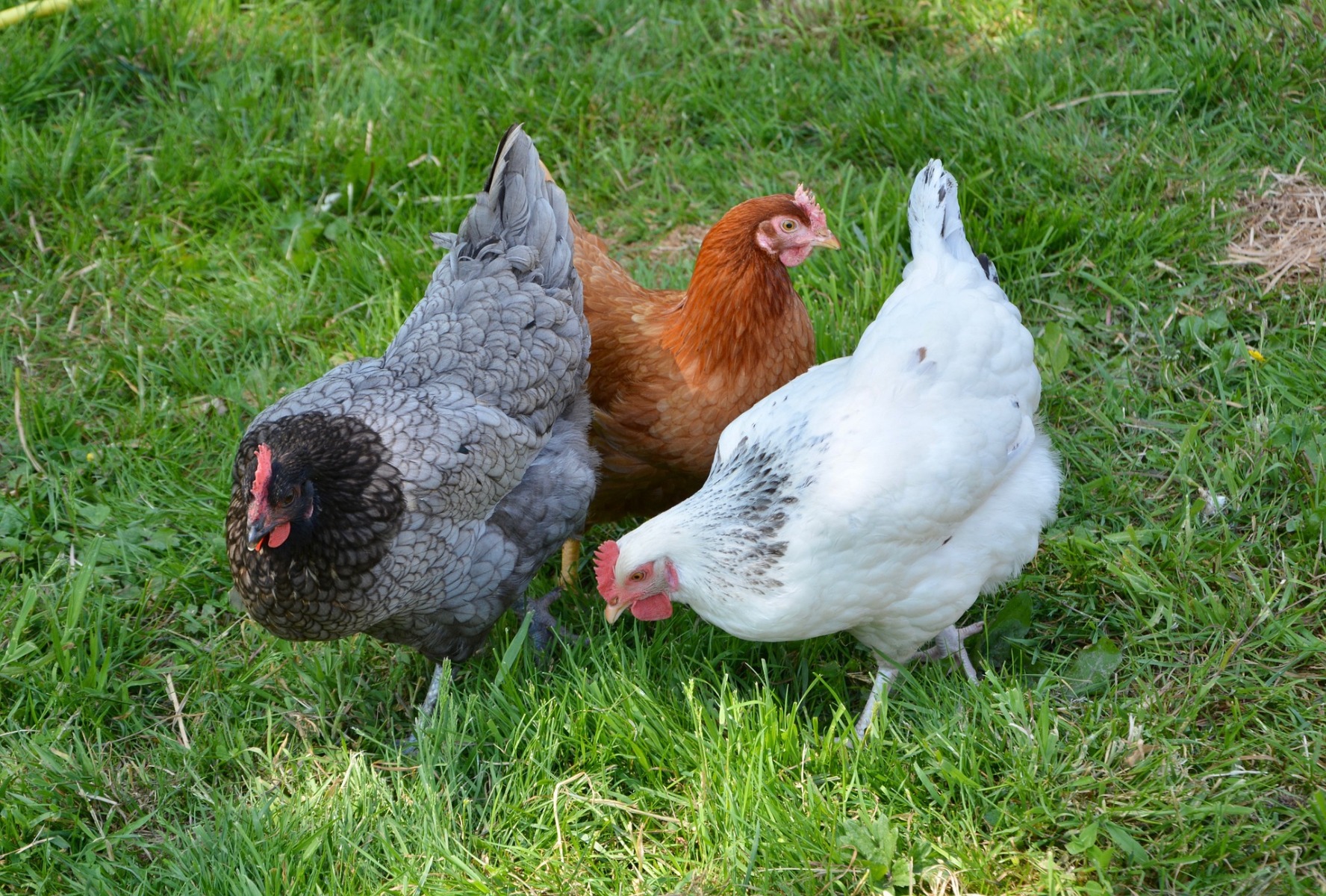 poules marchant dans un jardin poules marchant dans un jardin