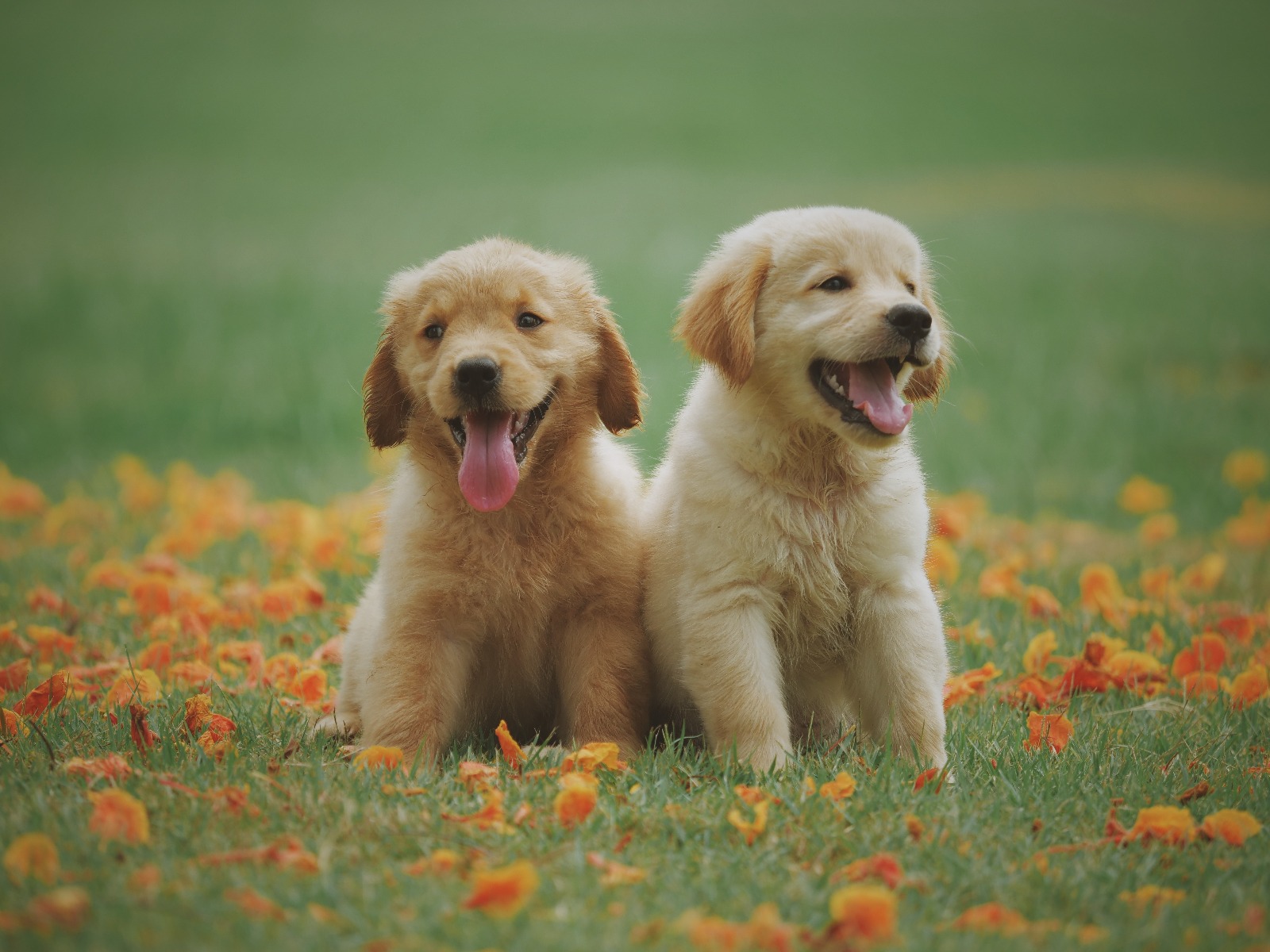Deux golden retriever Deux golden retriever