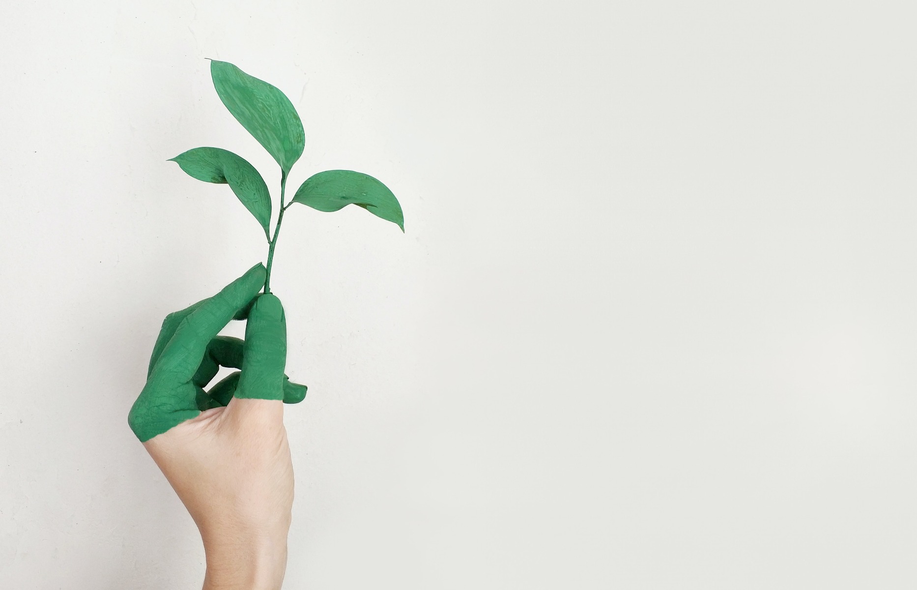 Plante et main verte Plante et main verte