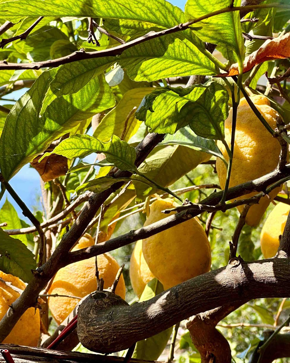 mariage thème italie citron Amalfi mariage thème italie citron Amalfi