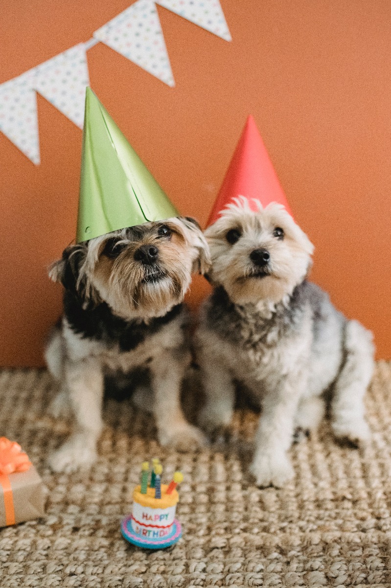 Anniversaire de deux chiens Anniversaire de deux chiens
