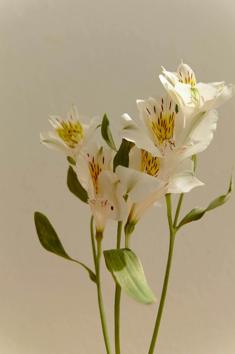 signification des fleurs de lys blancs à un mariage signification des fleurs de lys blancs à un mariage